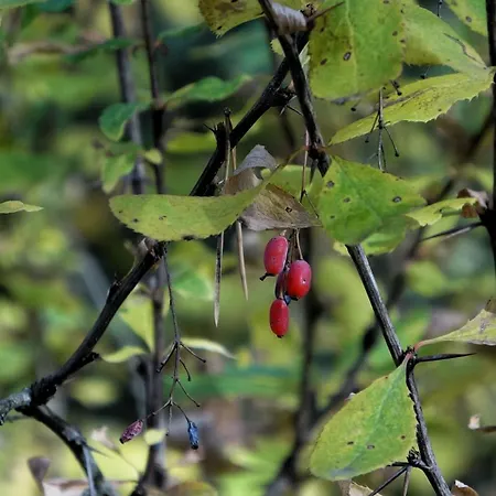 Διαμέρισμα Mountainview Ski, & Thermal Μπάνσκο