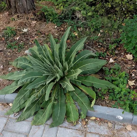 Mountainview Ski, & Thermal Διαμέρισμα Μπάνσκο